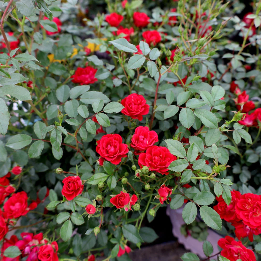Red Drift® Rose (ROSE DRIFT RED) - 2 gallon