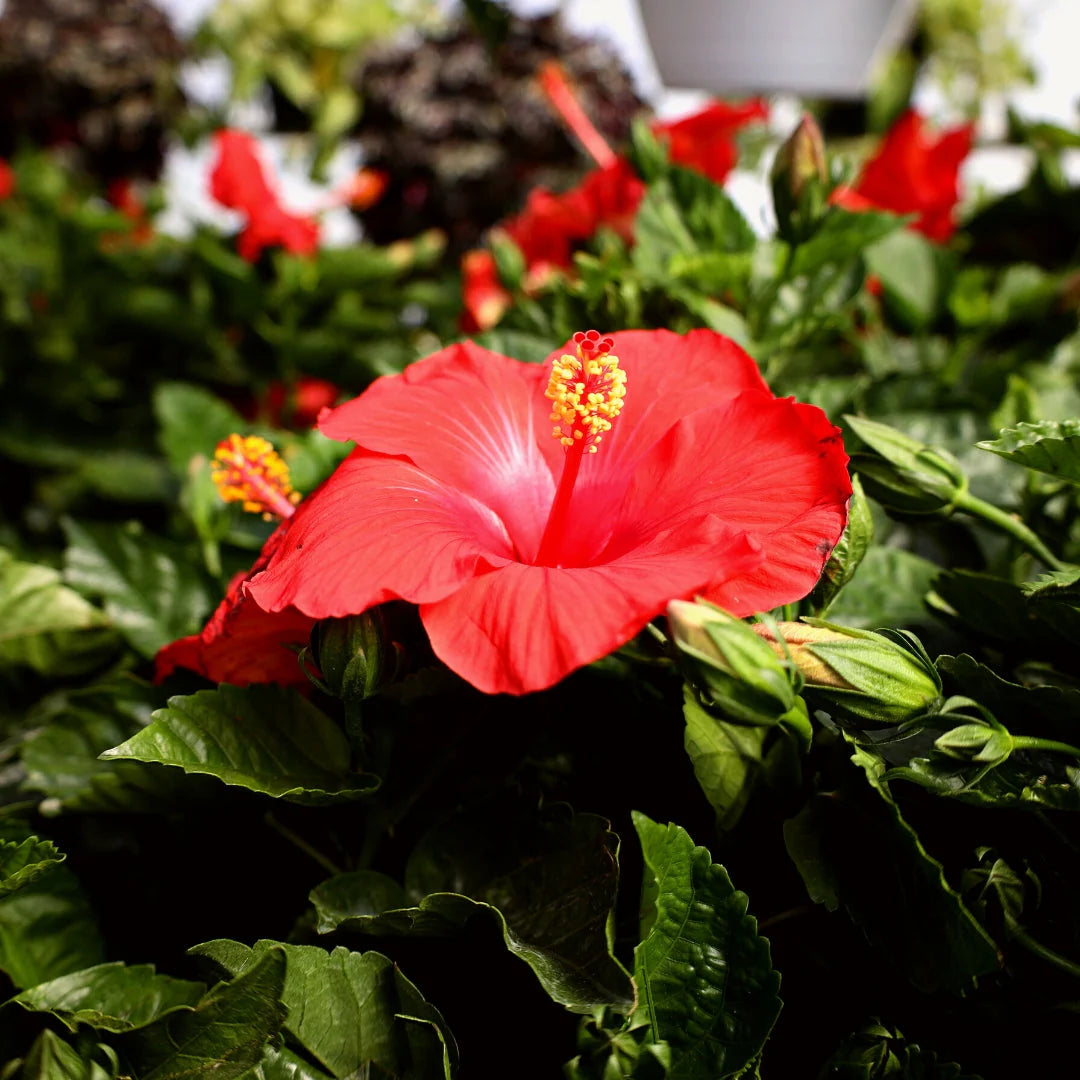 RED DWARF HIBISCUS 3gal