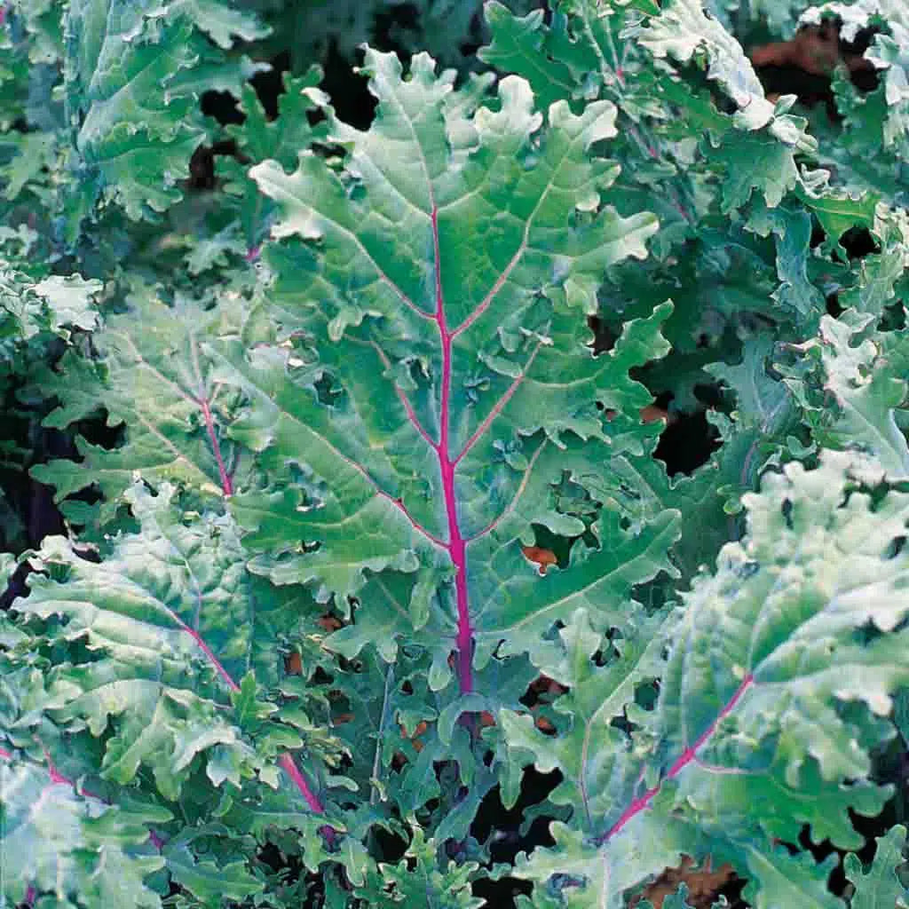 ORGANIC RED RUSSIAN KALE 4in