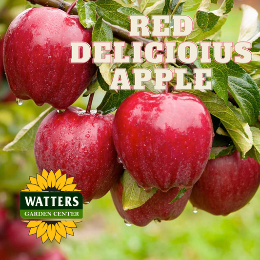RED DELICIOUS APPLE TREE 7gal