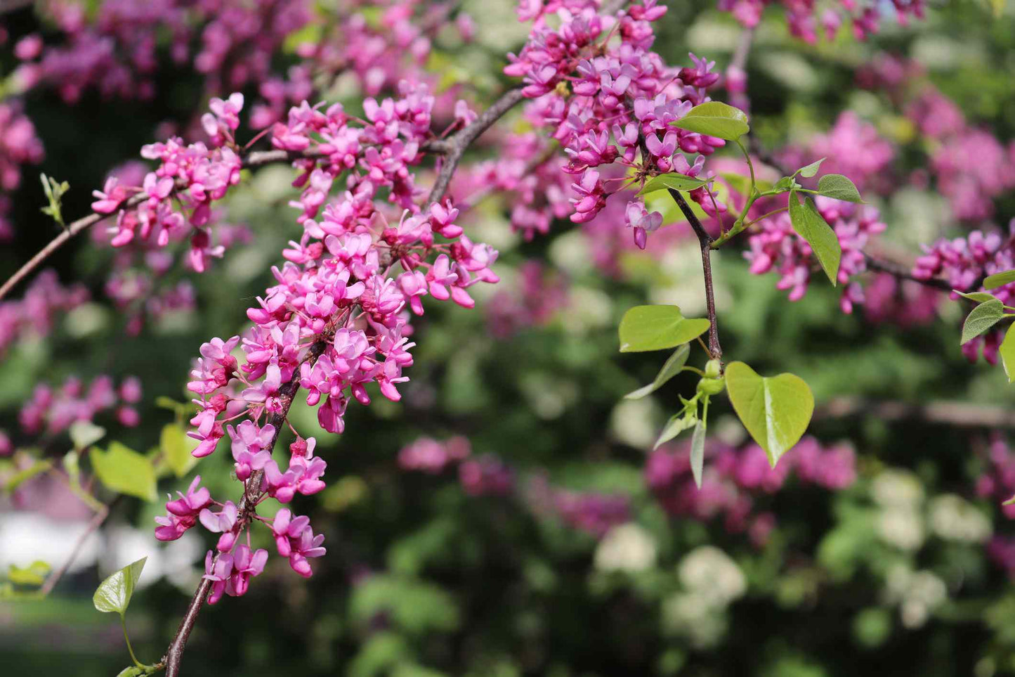FLAME THROWER REDBUD TREE 5gal