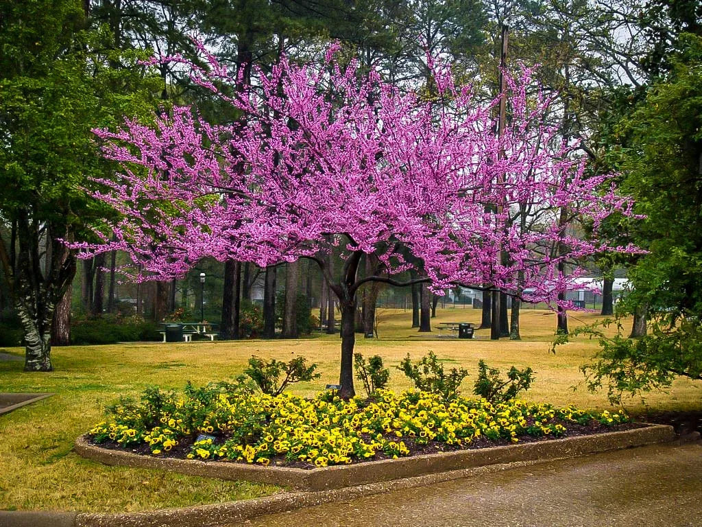 FOREST PANSY REDBUD TREE 5gal