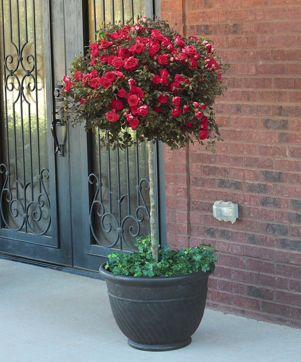 DRIFT RED ROSE 2gal