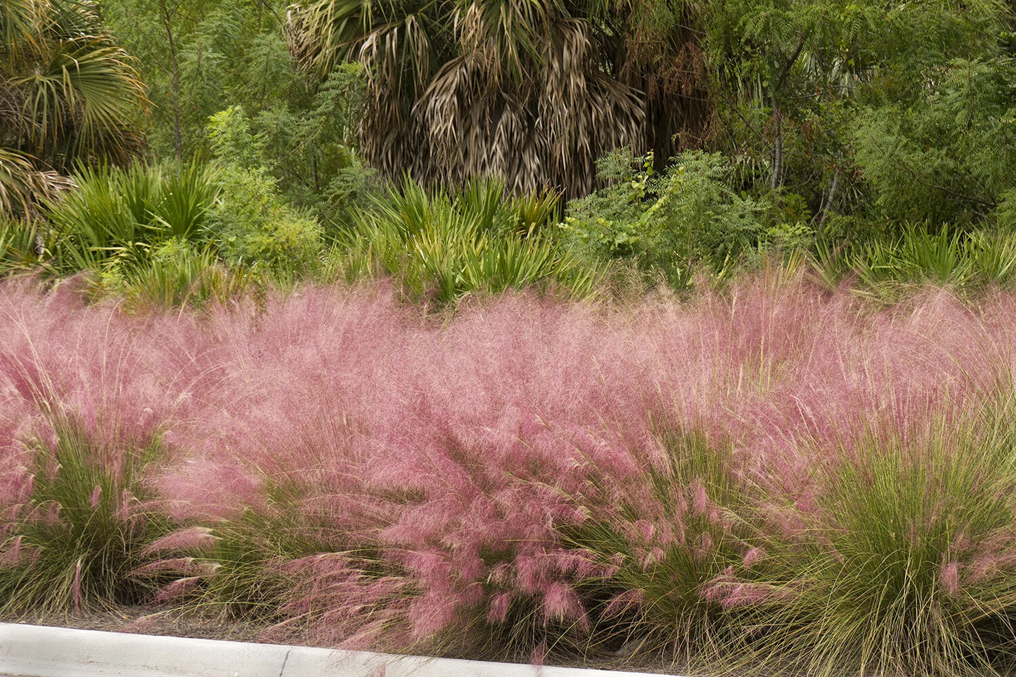 REGAL MIST MUHLY GRASS 1gal