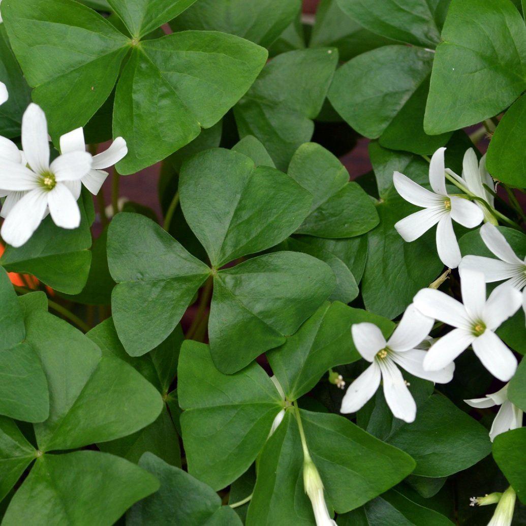 Oxalis - Regnellii Lucky Shamrock