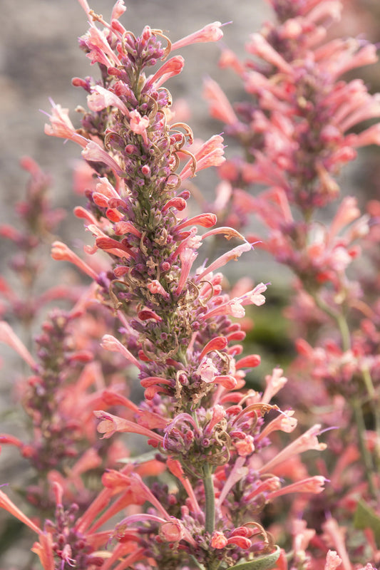 KUDOS CORAL AGASTACHE 1gal