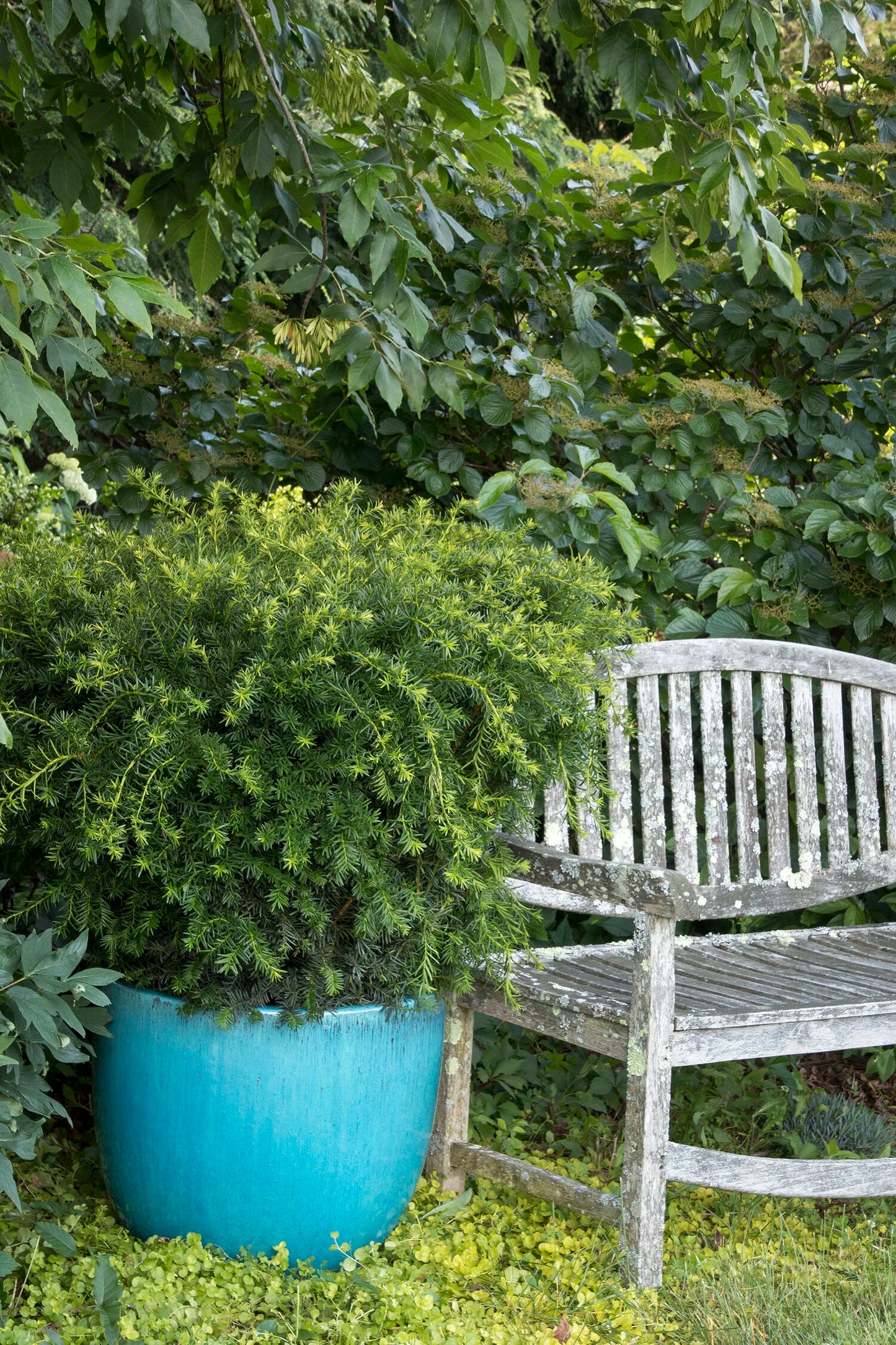 DENSE SPREADING YEW 2gal
