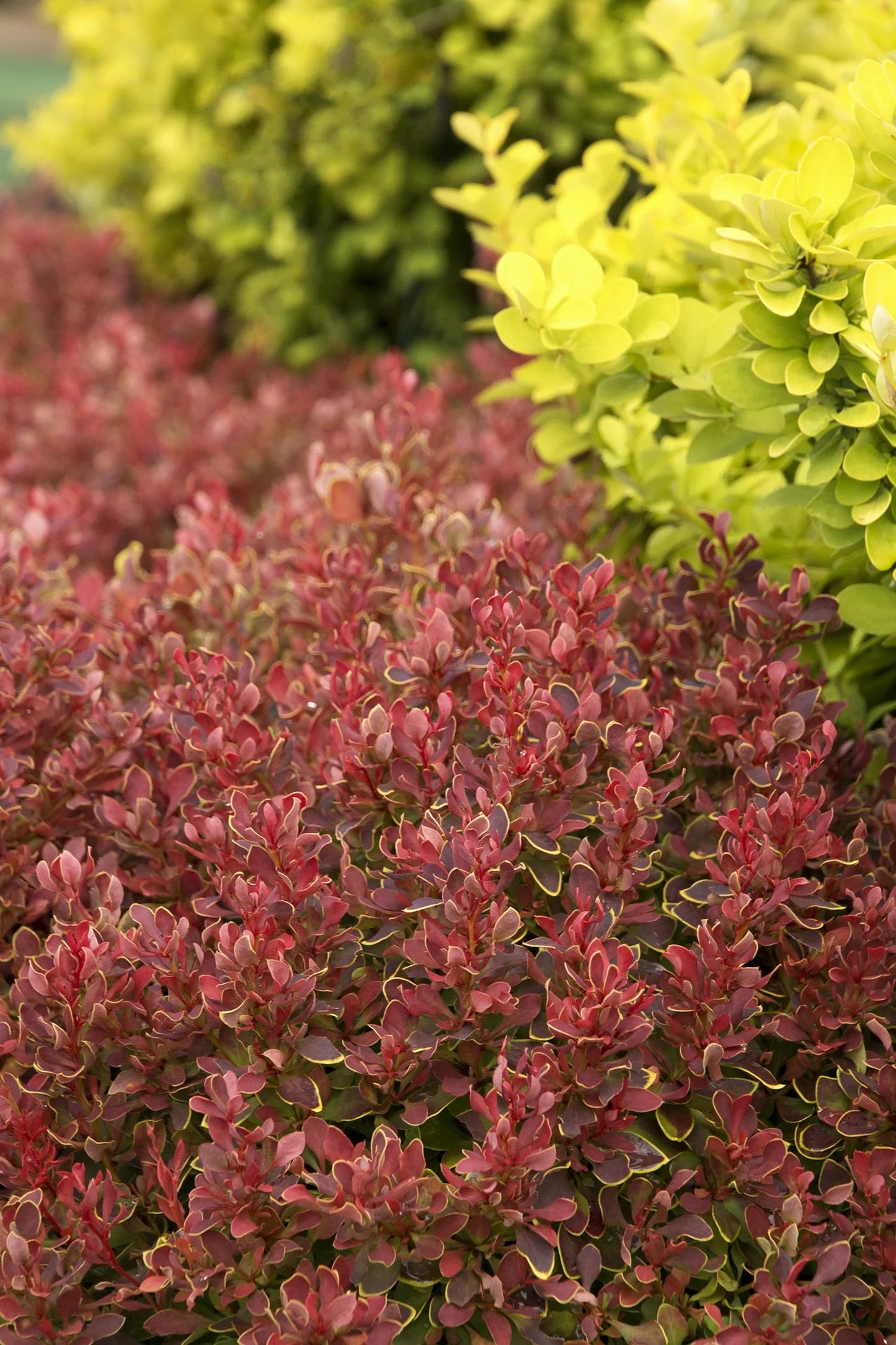 GOLDEN RUBY BARBERRY 2gal
