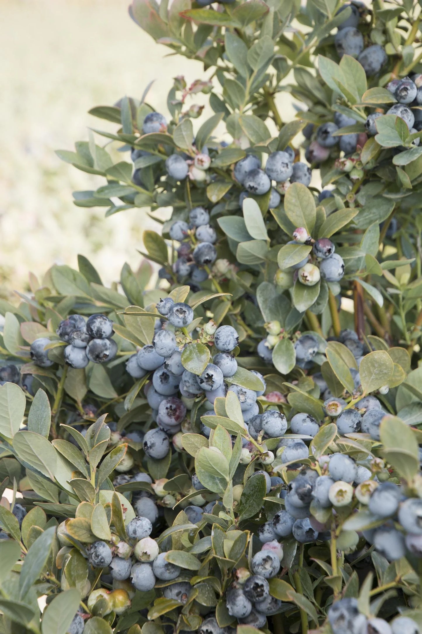 BOUNTIFUL BLUE BLUEBERRY 2gal