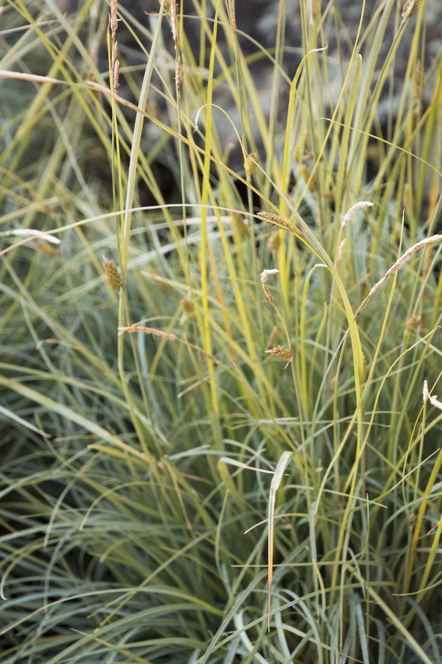 BLUE SEDGE 1gal