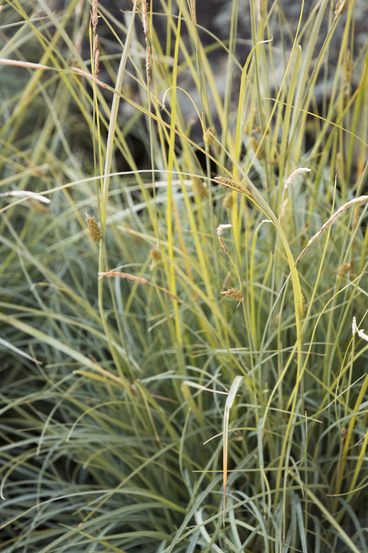 BLUE SEDGE 1gal