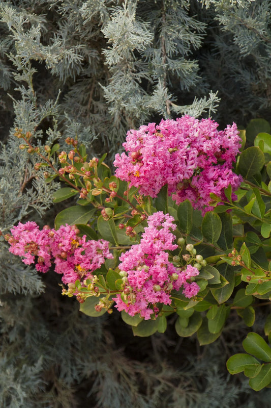 PETITE PINKIE CRAPE MYRTLE 5gal