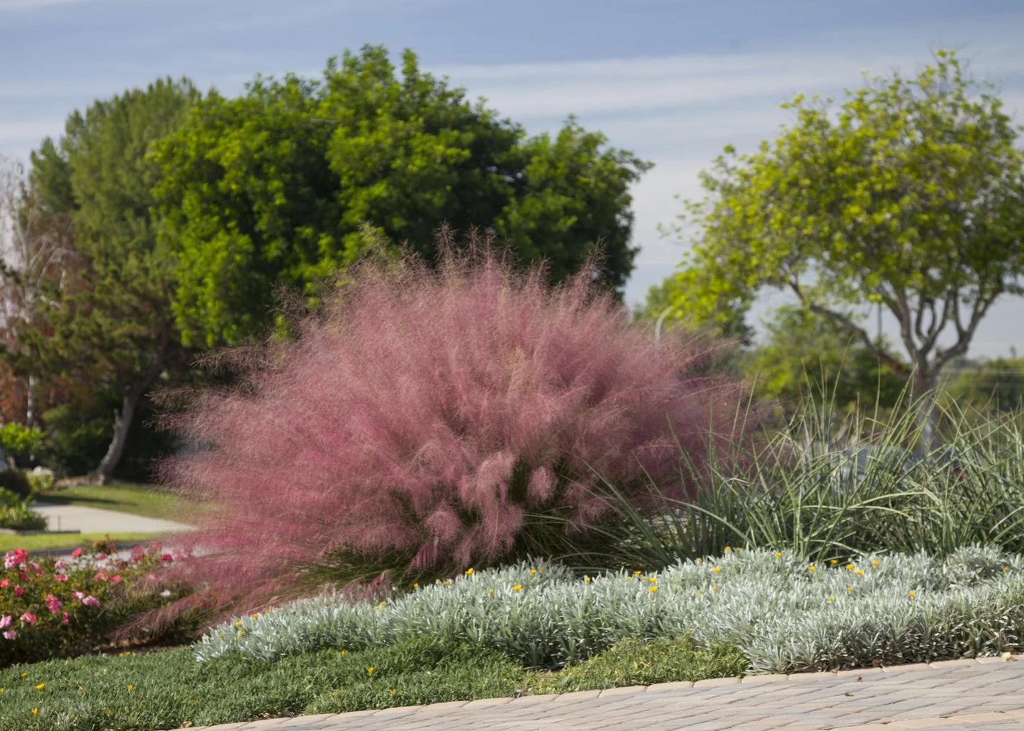 PINK MUHLY GRASS 5gal