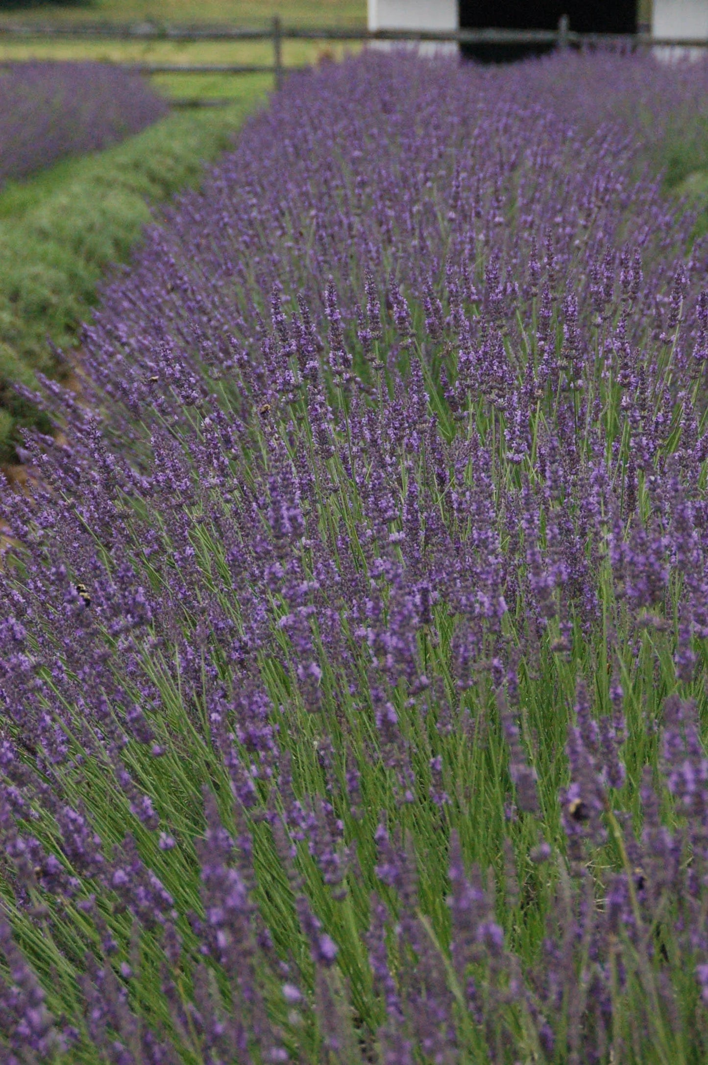PHENOMENAL LAVENDER 1gal