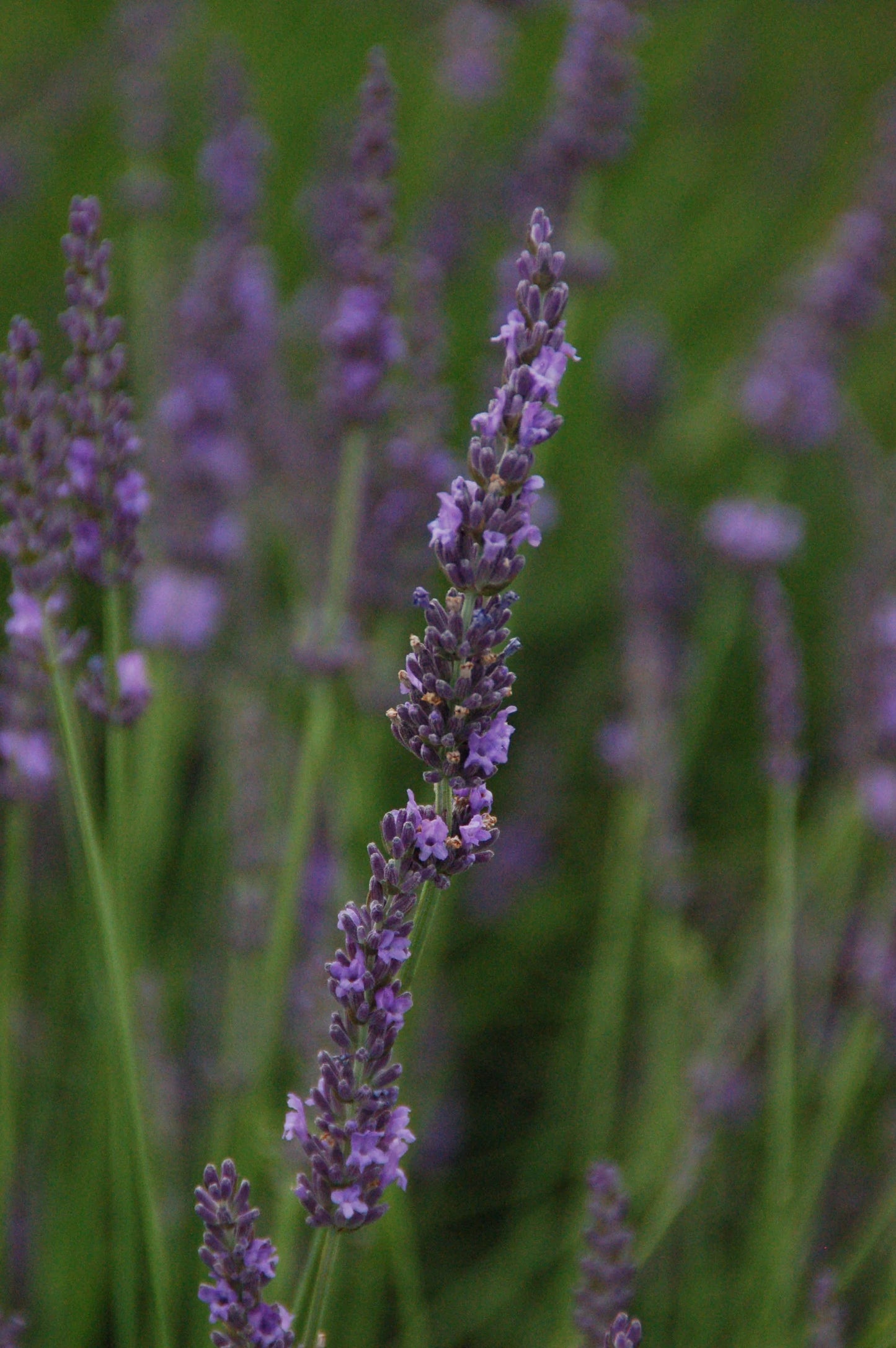 PHENOMENAL LAVENDER 1gal