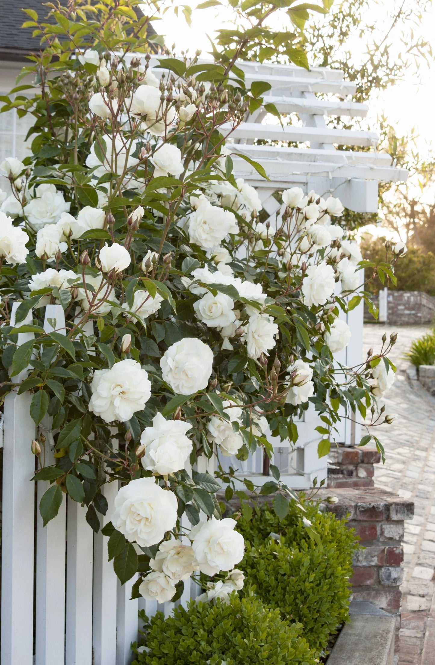 ICEBERG CLIMBING ROSE 5gal