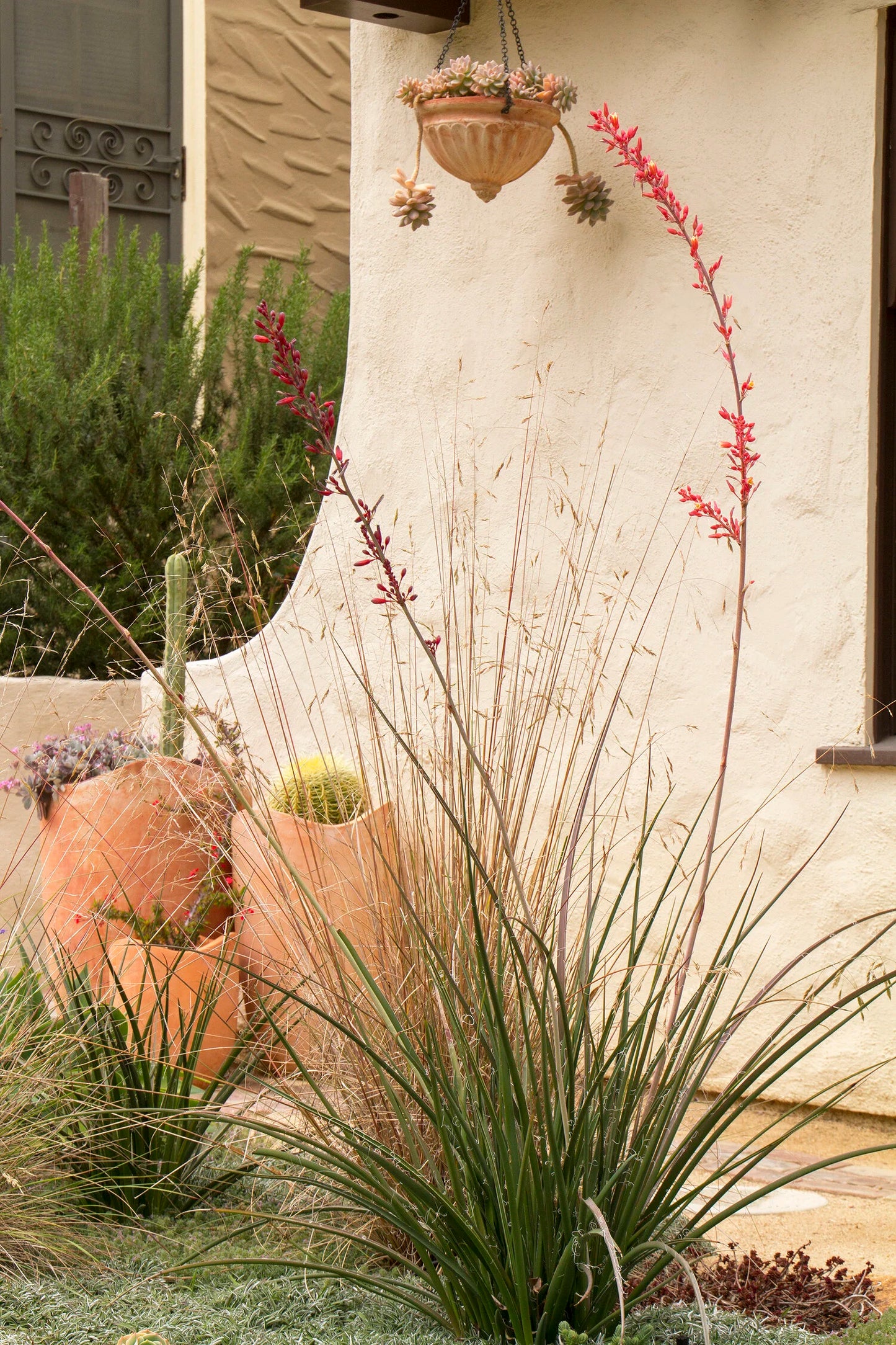 RED YUCCA 5gal