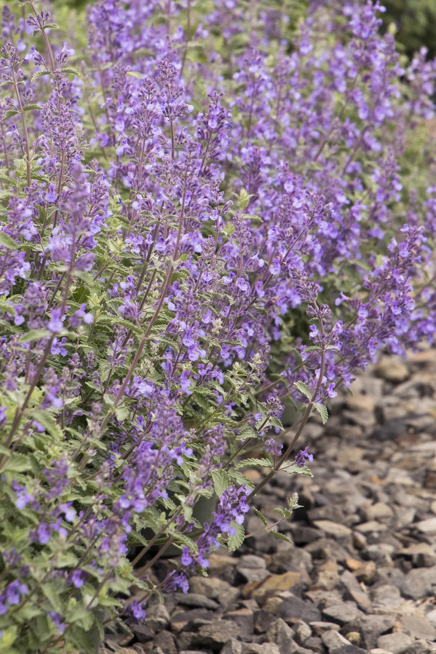 WALKER'S LOW CATMINT 1gal
