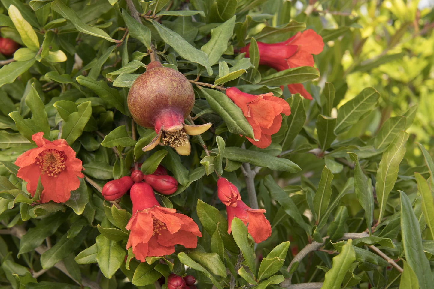 ANGEL RED POMEGRANATE 2gal