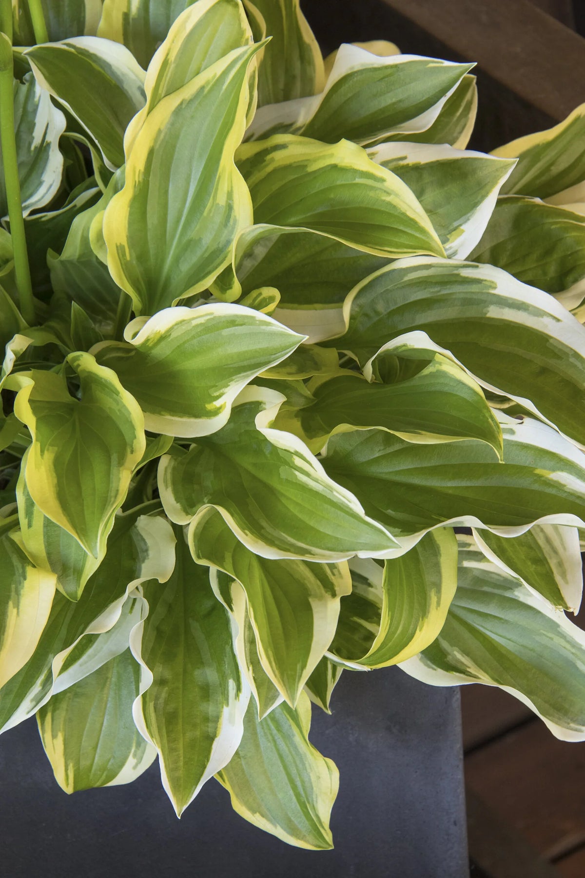 SO SWEET HOSTA 1gal