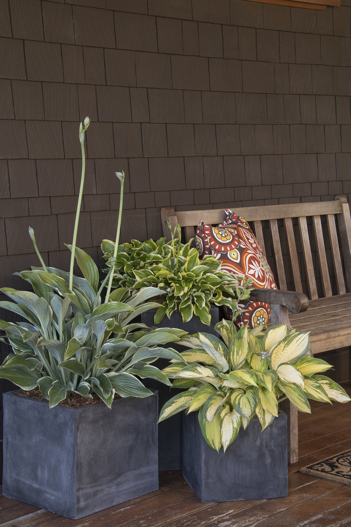 SO SWEET HOSTA 1gal