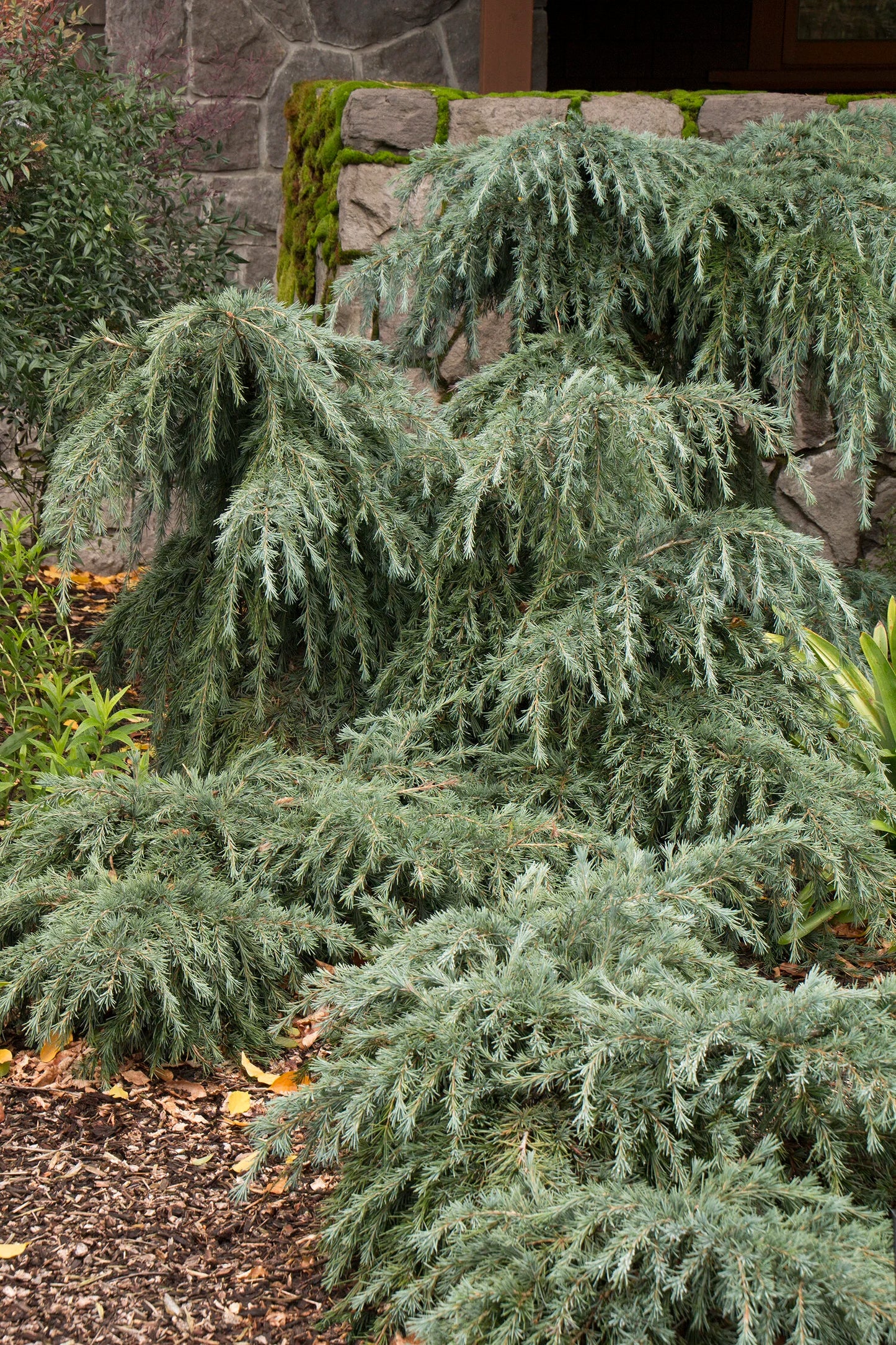 FEELING BLUE WEEPING CEDAR 5gal