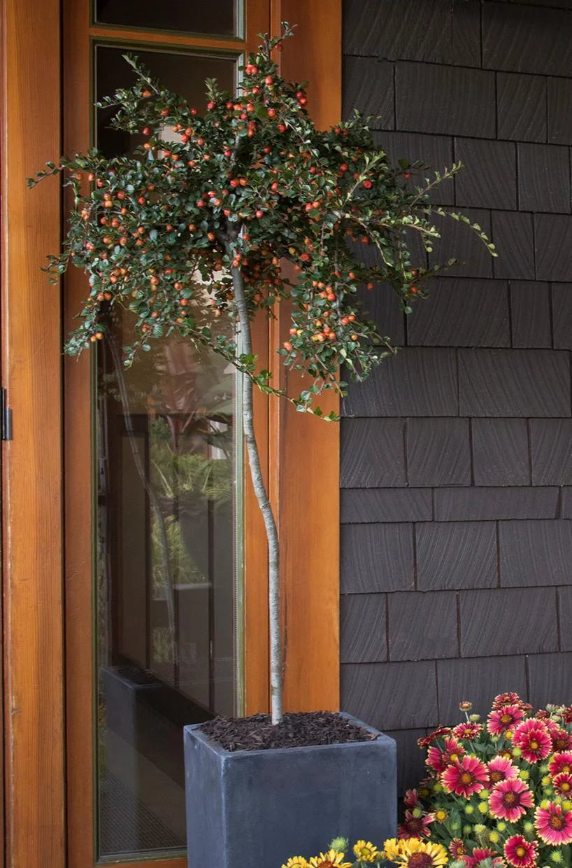 CRANBERRY COTONEASTER 5gal
