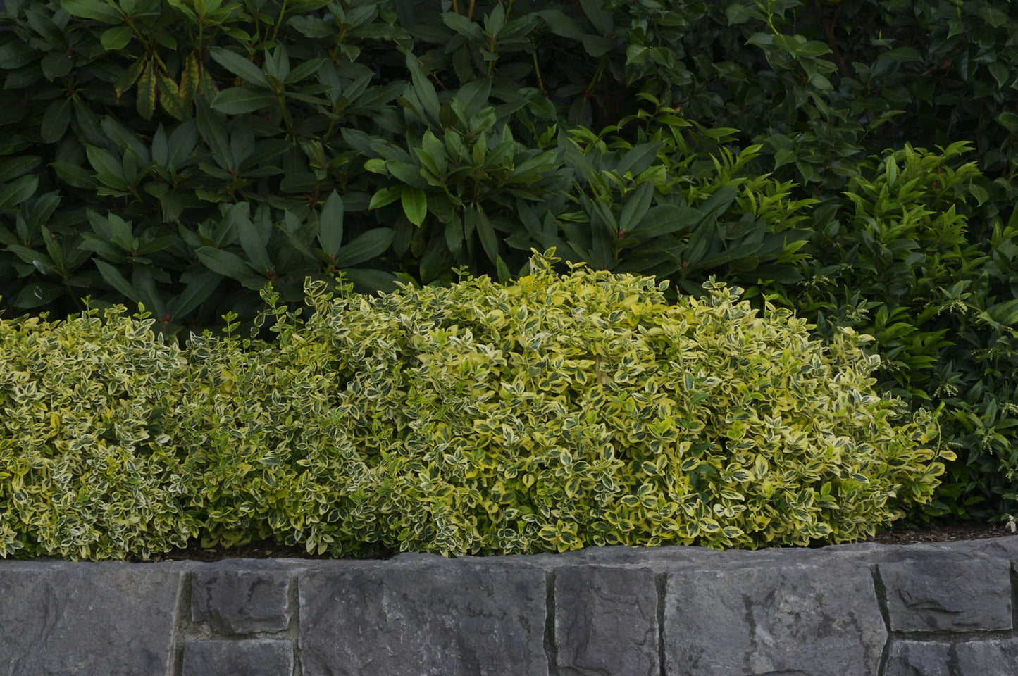 EMERALD N GOLD WINTERCREEPER EUONYMUS 2gal