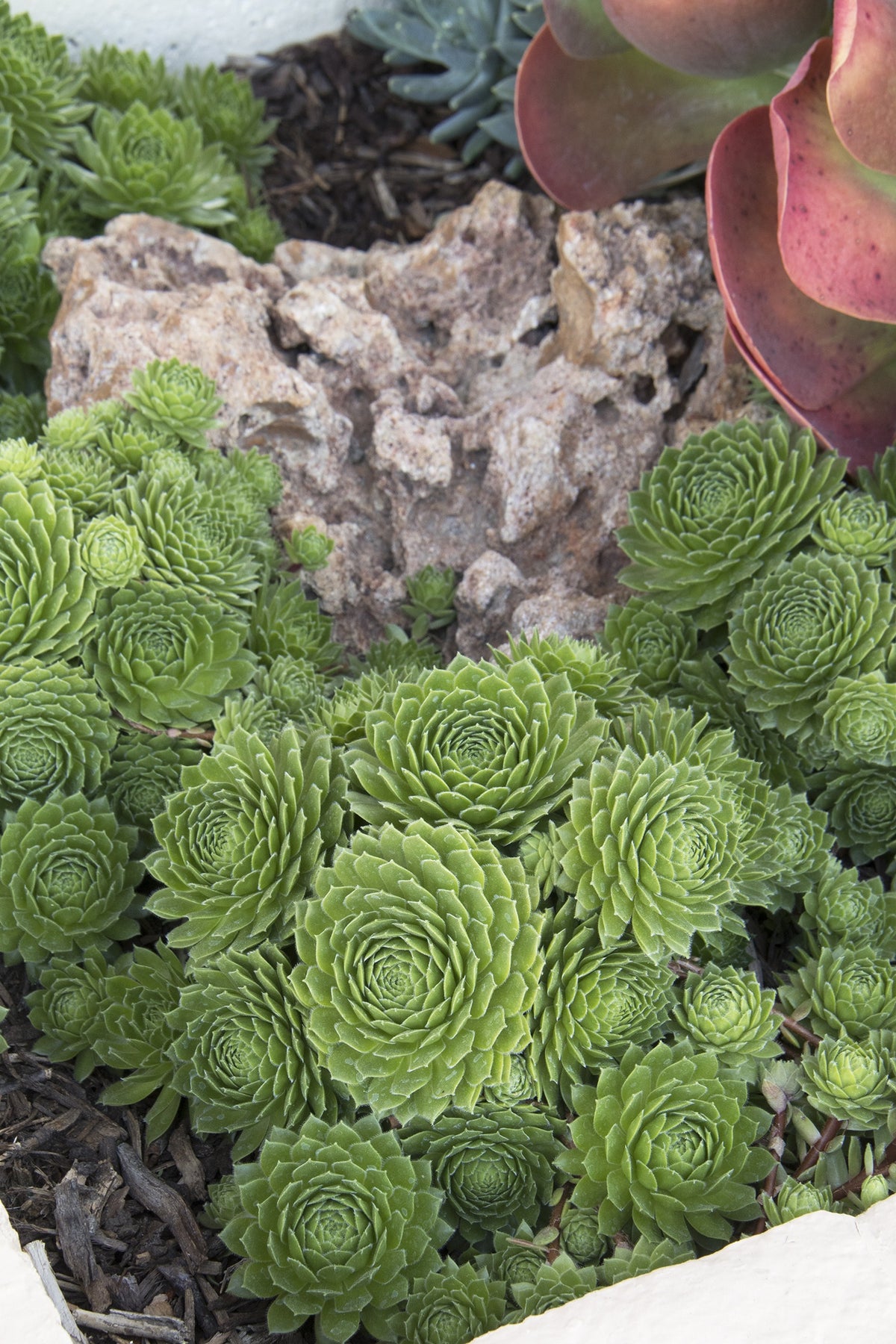 GREEN WHEEL HENS & CHICKS LITTLE ONE