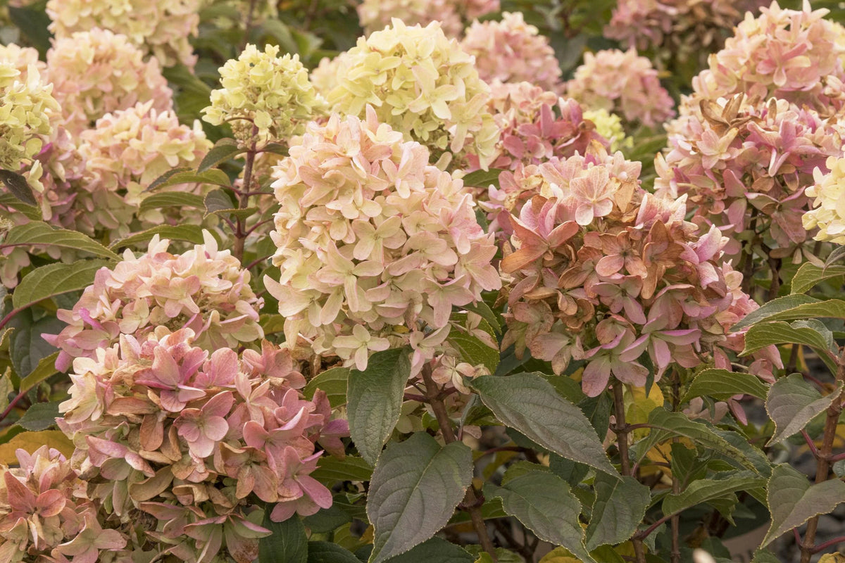STRAWBERRY SUNDAE HYDRANGEA 2gal