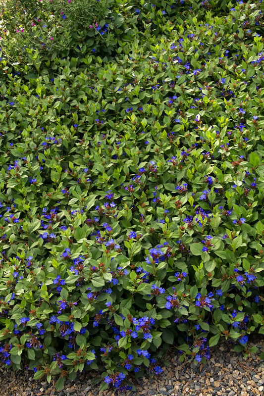 DWARF PLUMBAGO 1gal