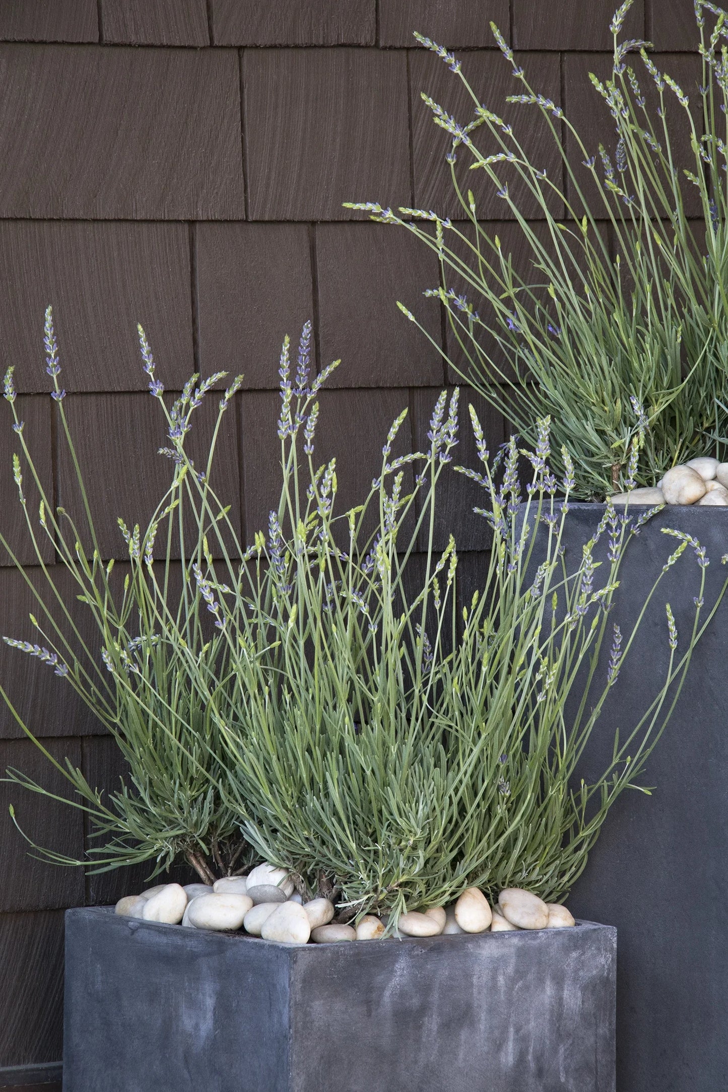PHENOMENAL LAVENDER 1gal