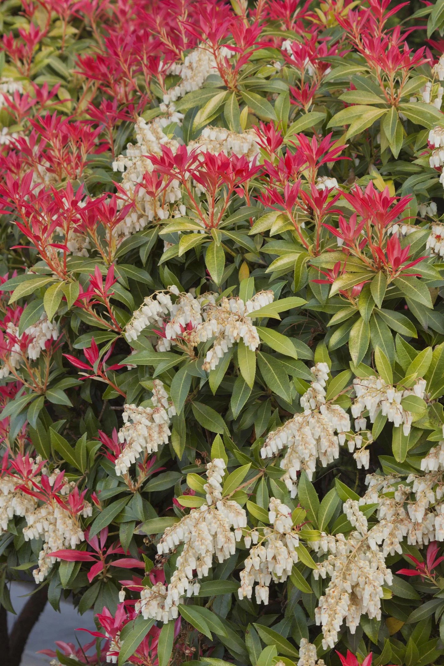 MOUNTAIN FIRE PIERIS 3gal