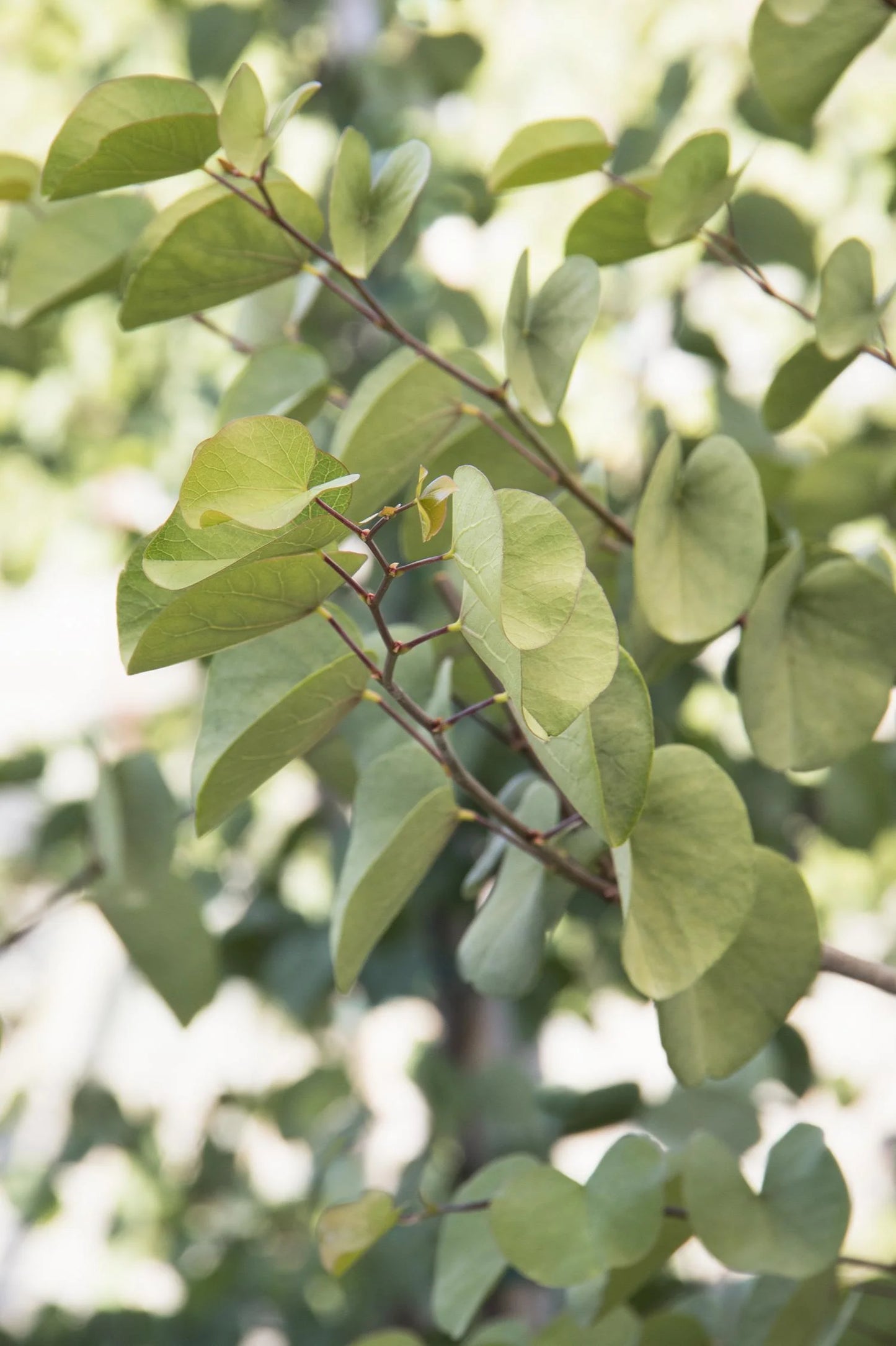 WESTERN CLAREMONT REDBUD TREE 5gal