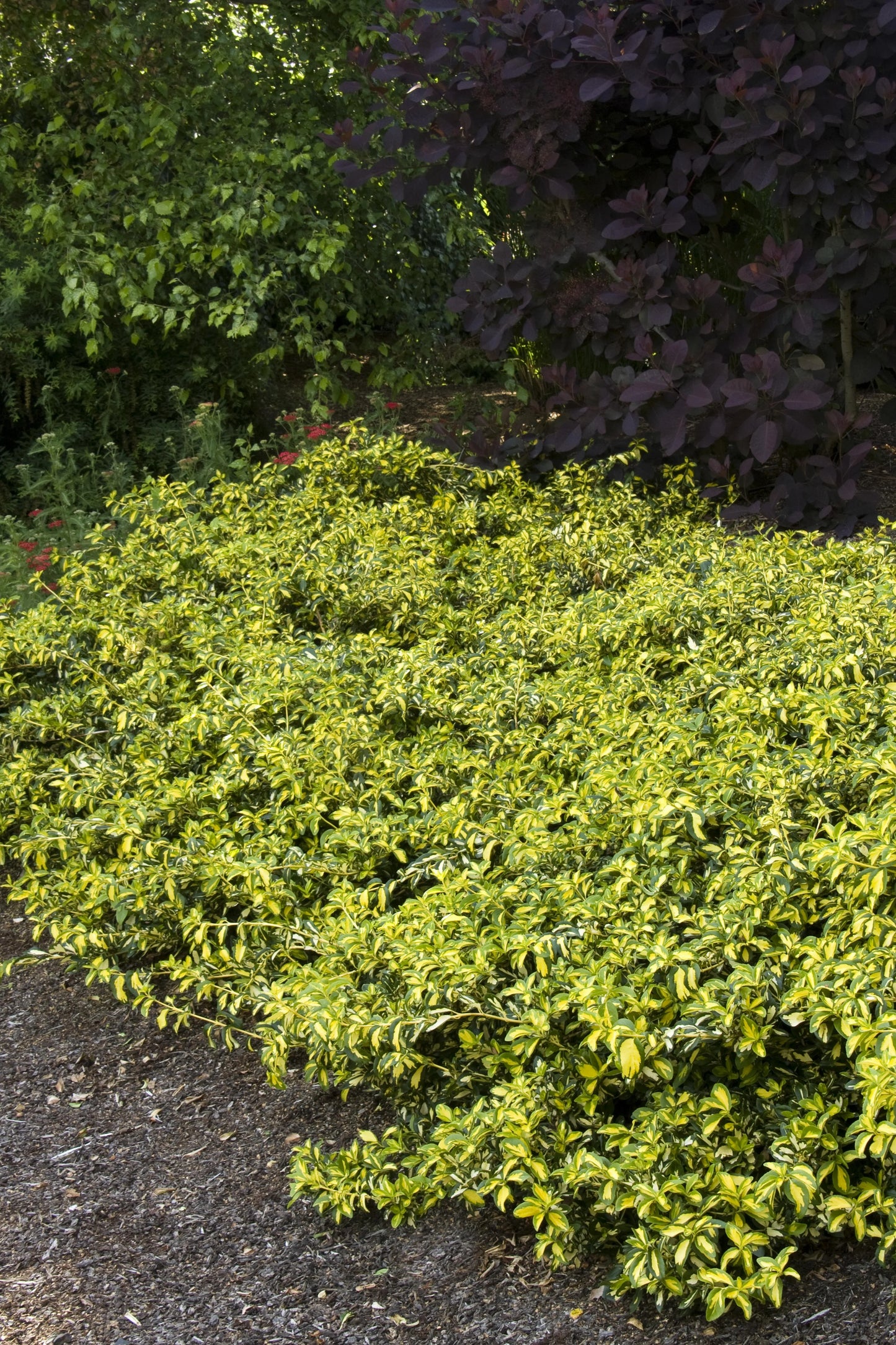 MOONSHADOW WINTERCREEPER EUONYMUS 1gal