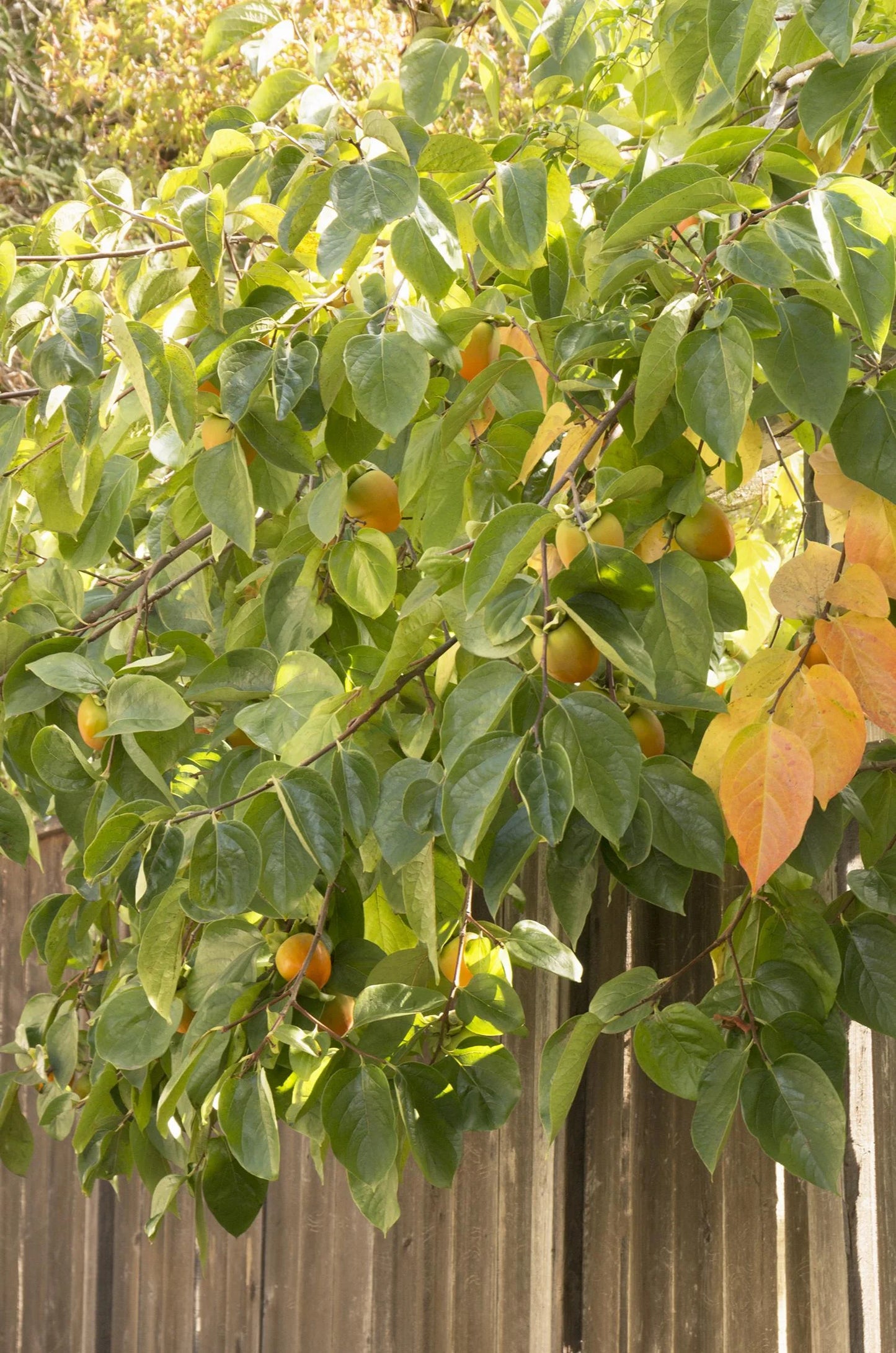FUYU PERSIMMON 5gal