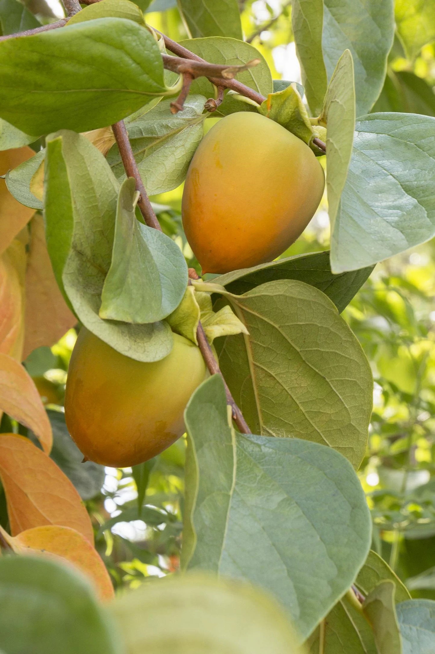 FUYU PERSIMMON 5gal