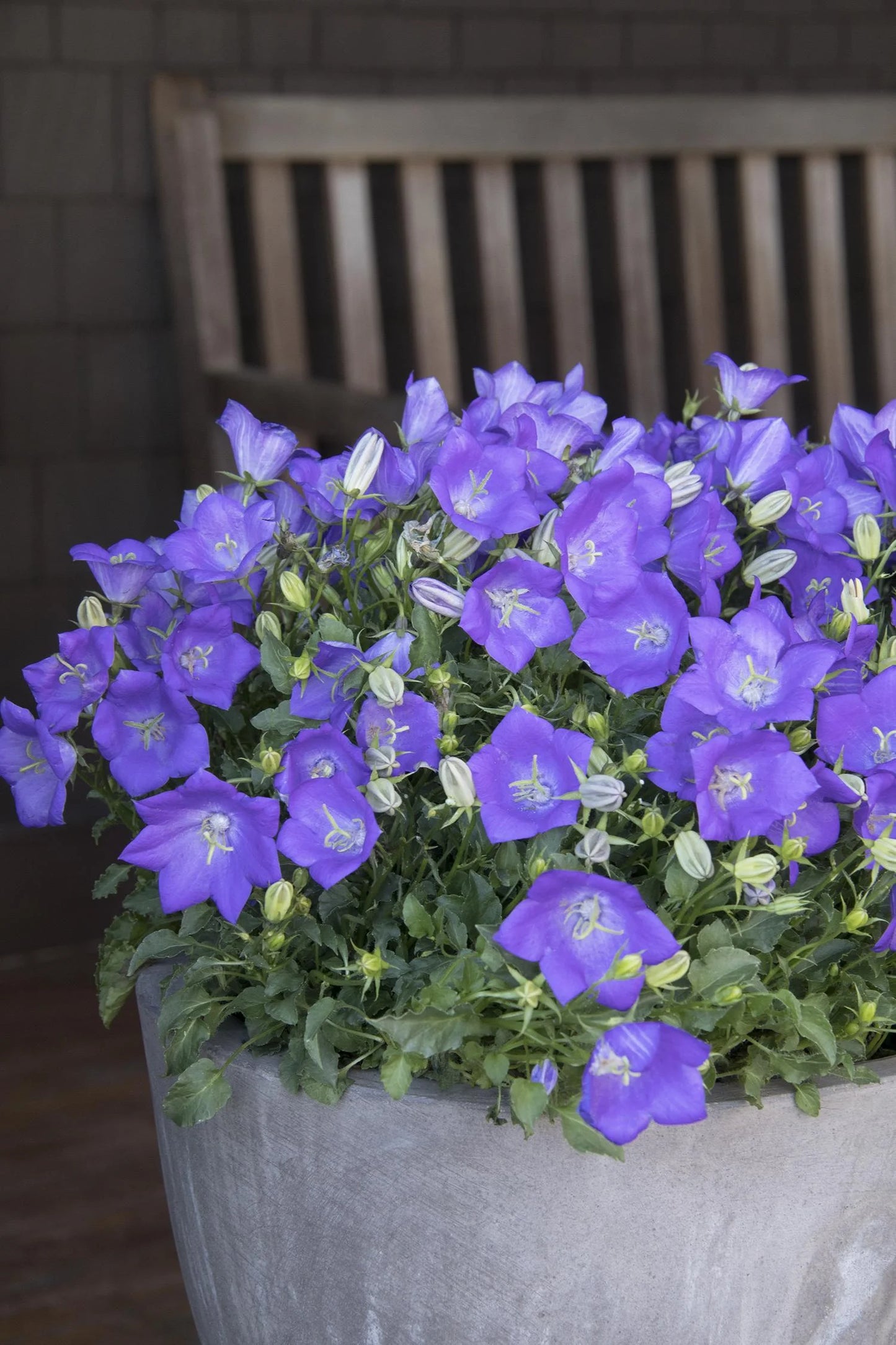 DEEP BLUE BELLFLOWER 1gal