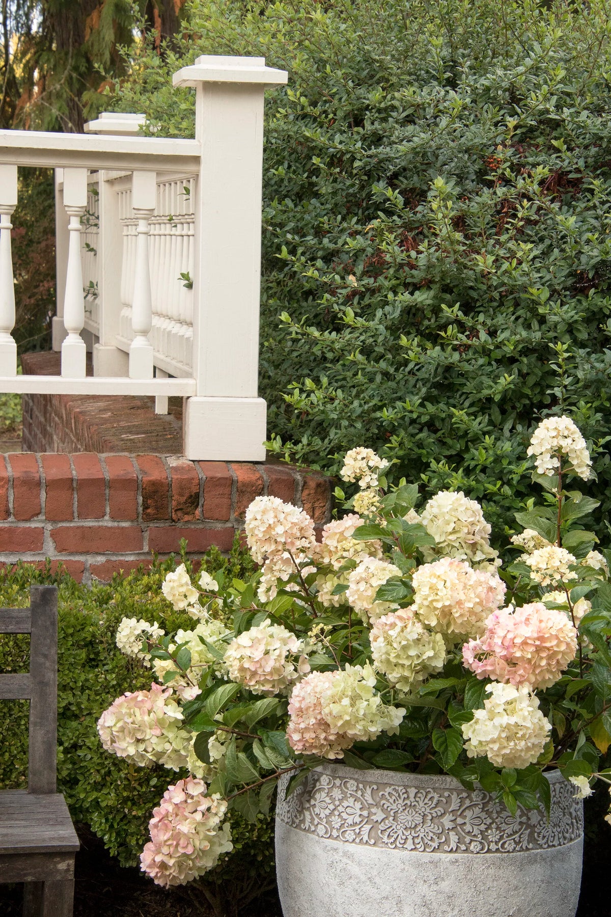 STRAWBERRY SUNDAE HYDRANGEA 2gal