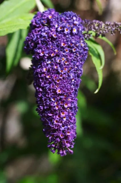 BLACK KNIGHT BUTTERFLY BUSH 3gal