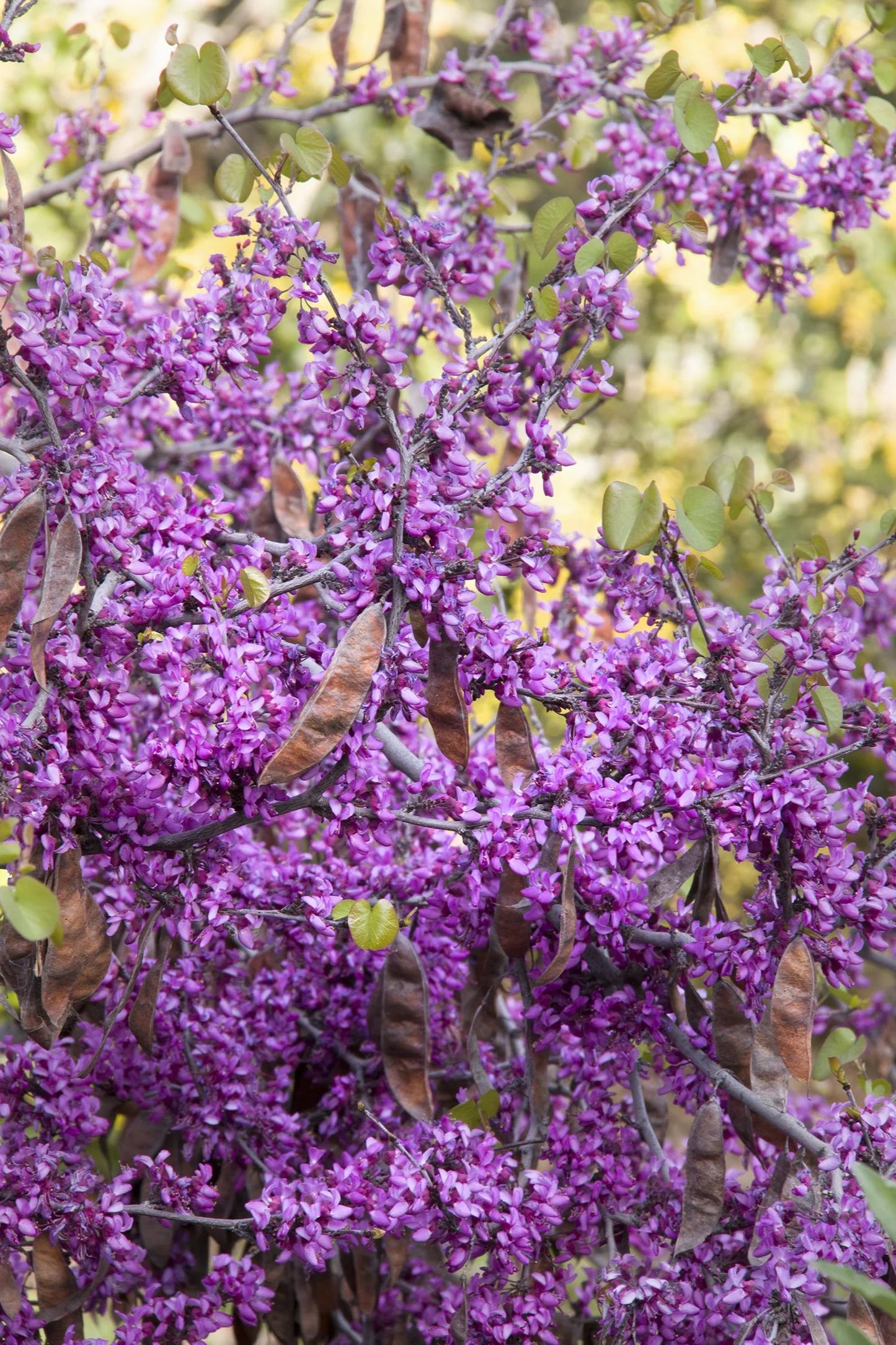 WESTERN CLAREMONT REDBUD TREE 5gal