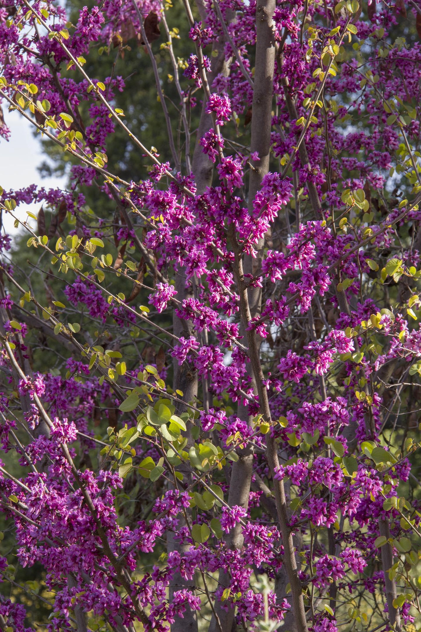 WESTERN CLAREMONT REDBUD TREE 5gal