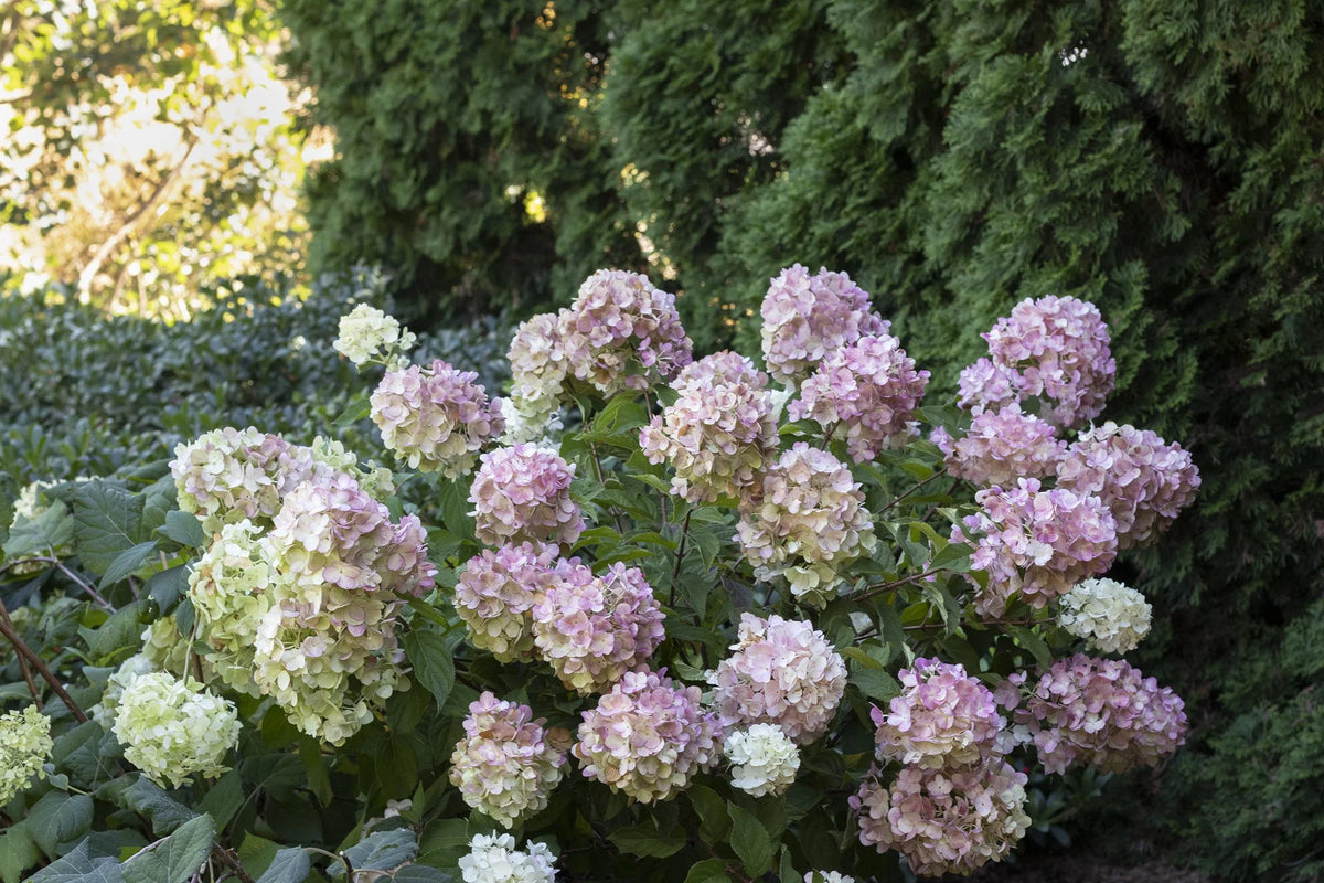 STRAWBERRY SUNDAE HYDRANGEA 2gal