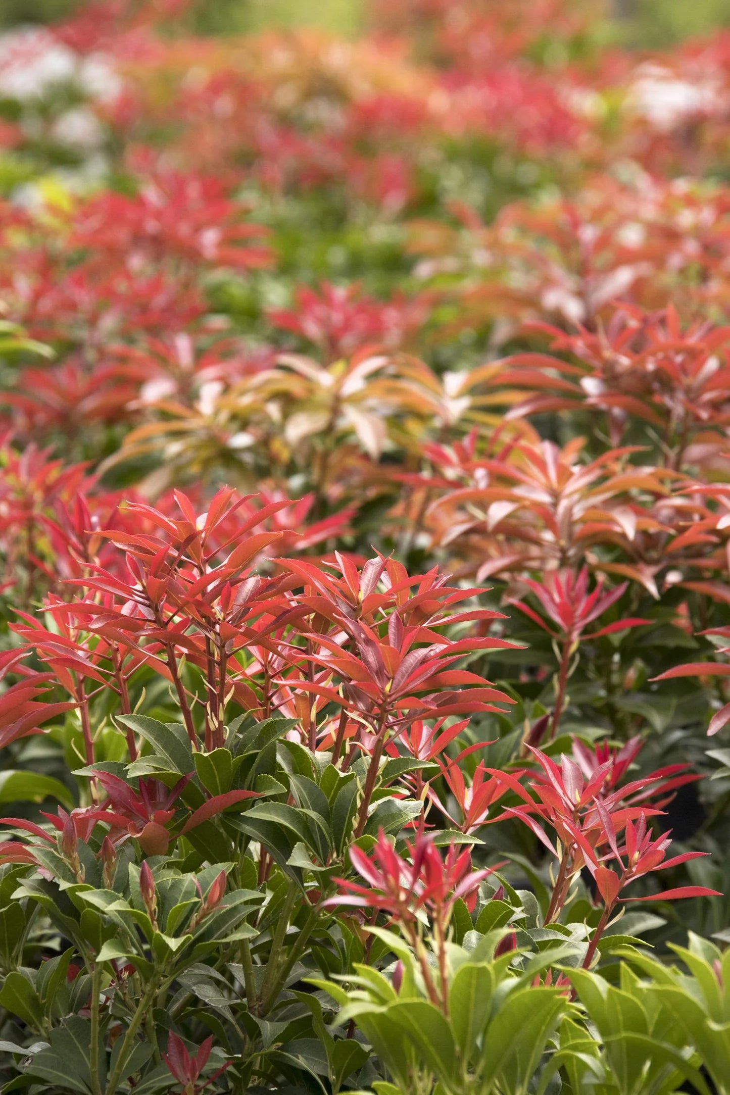 MOUNTAIN FIRE PIERIS 3gal