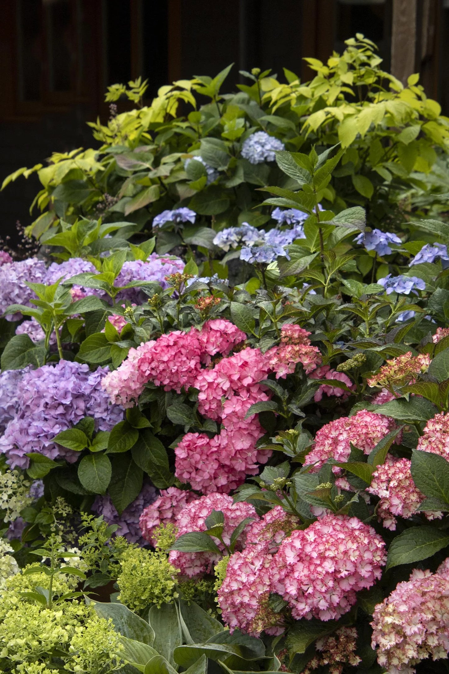 SEASIDE SERENADE HAMPTONS HYDRANGEA  2gal