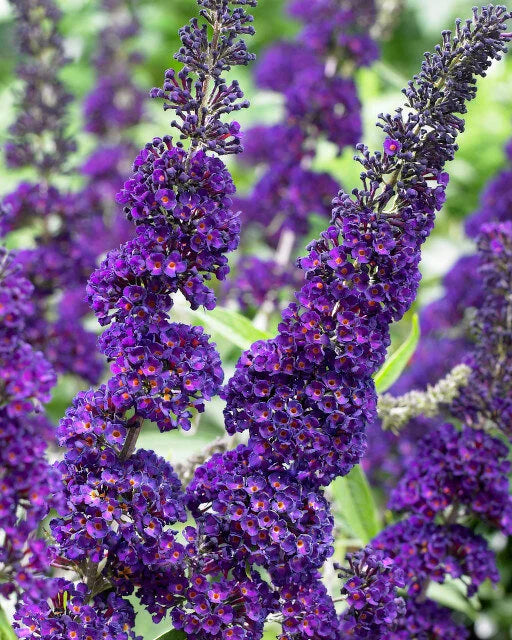 BLACK KNIGHT BUTTERFLY BUSH 3/5gal