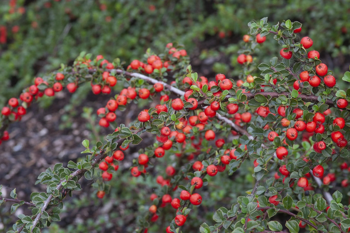 CRANBERRY COTONEASTER 5gal