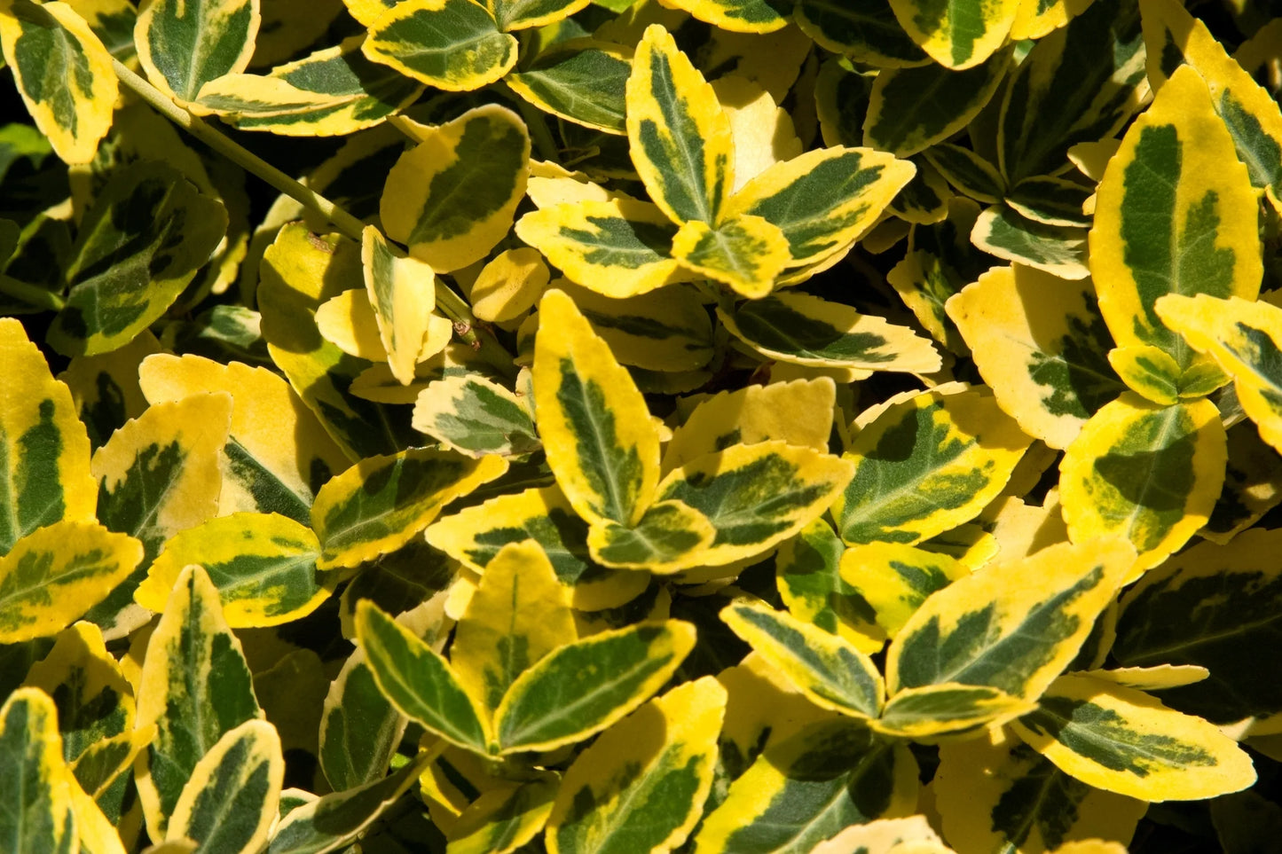EMERALD N GOLD WINTERCREEPER EUONYMUS 2gal