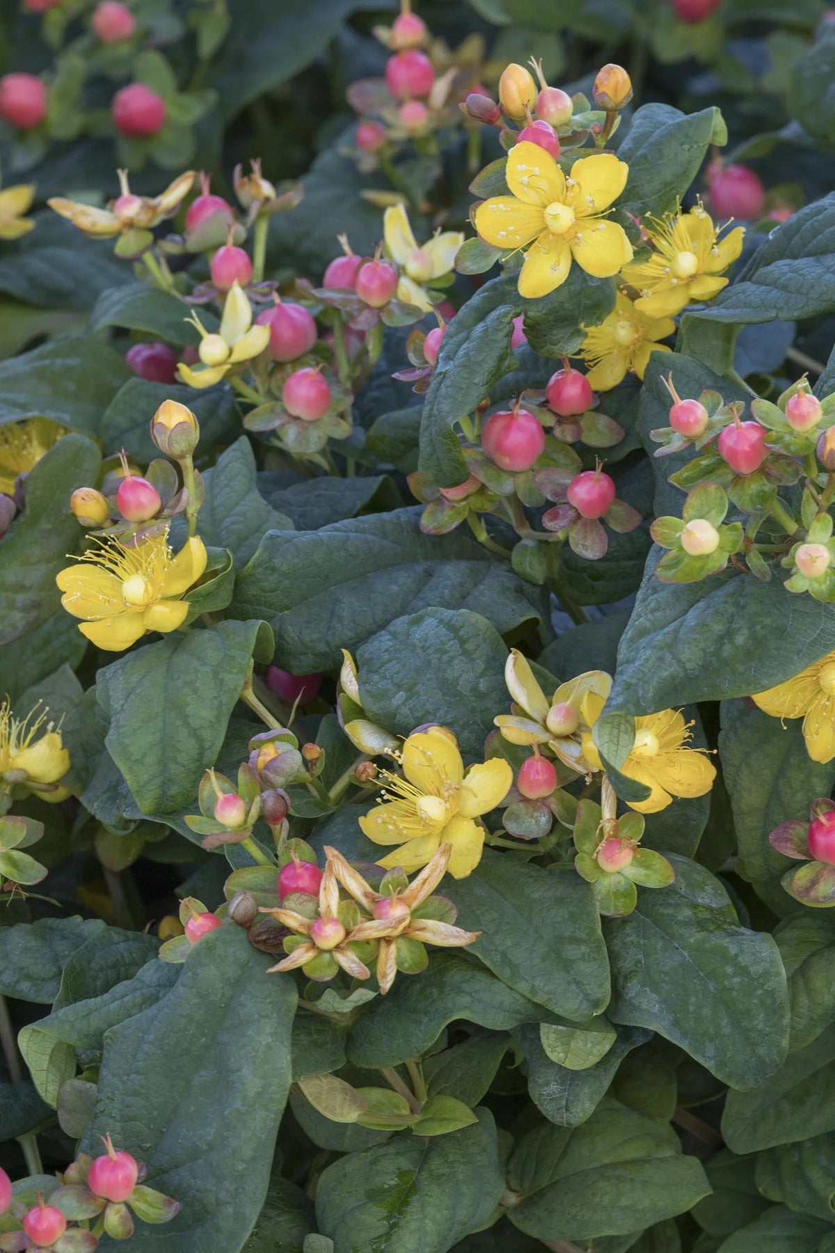 FLORALBERRY ROSE ST. JOHN'S WORT 2gal