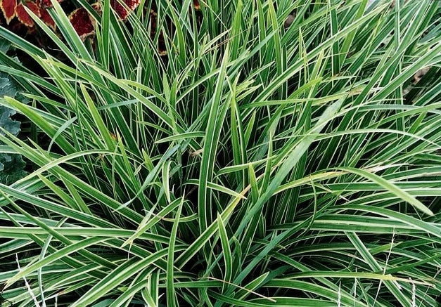ICE DANCE JAPANESE SEDGE 1gal